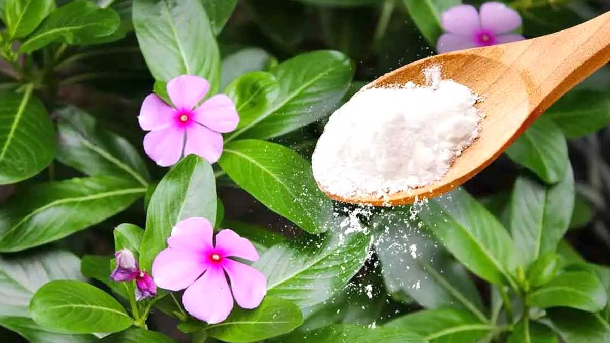 Pourquoi faut-il verser une cuillère de bicarbonate de soude sur les plantes  Cette astuce puissante qui règle 5 grands problèmes